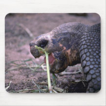 Galapagos Turtle, Galapagos Islands Mouse Pad
