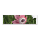Galilee Anemone Calanit, Israel, Holy Land bumper stickers