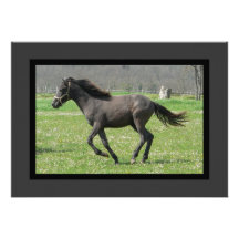 Galloping Black Colt on an Invitation