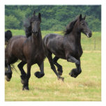 Galloping Friesian Horses  Invitations