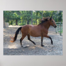 Galloping Mare Posters