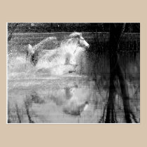 Galloping White Water Horse postcards