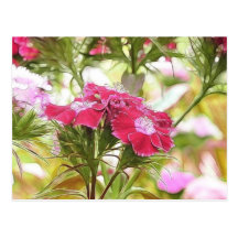 Garden Fantasy - Sweet Williams Post Card