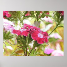Garden Fantasy - Sweet Williams Posters