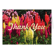Garden in Elizabeth Park Greeting Cards