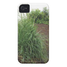 Garden of the Beach iPhone 4 Cover