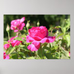 Garden Rose Poster