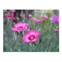 Garden Scenes - Cottage Pinks Post Card