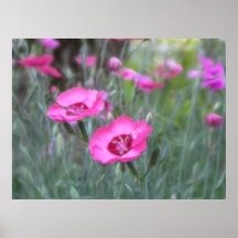 Garden Scenes - Cottage Pinks Poster