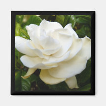 Gardenia Pure White Refrigerator Magnets