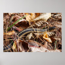 Garter Snake Print