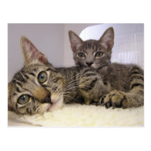 Gaven & Grover Postcard