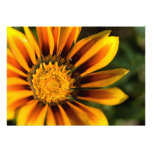 Gazania Announcements