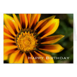 Gazania | Happy Birthday Greeting Cards