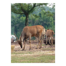 Gazelle, wild animal zoo,羚.