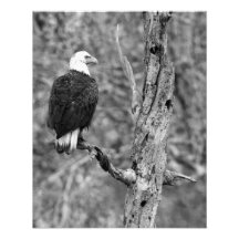 Gazing Eagle B&W Fine Art Photograph