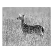 Gazing Fawn B&W Fine Art Photograph
