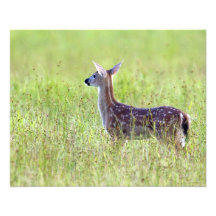Gazing Fawn Colour Fine Art Photograph