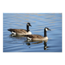 Geese on water photograph
