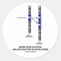 Gene Duplication: Major Factor In Evolution Round Sticker