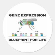 Gene Expression Blueprint For Life Homeobox Genes Stickers