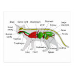 General Anatomy of a Cat Felis Silvestris Catus Post Card