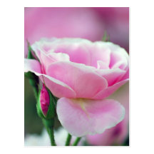 Gentle pink rose and rose buds post cards