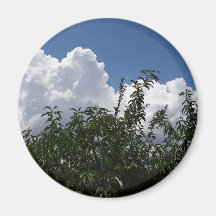 Georgia Peach Tree Fluffy White Clouds Fridge Magnets