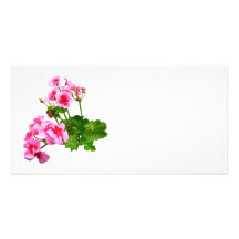 Geranium Profile Customized Photo Card