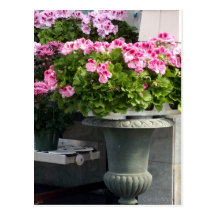 Geraniums Planter Post Cards