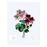 Geraniums Postcards