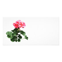 Geraniums Standing Tall Picture Card