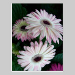 Gerber Daisy White with Pink Flowers Postcard postcards