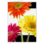 Gerbera Daisies Cards