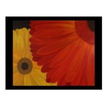 Gerbera Daisies from Original Oil on Canvas Post Card