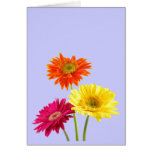 Gerbera Daisies Greeting Cards