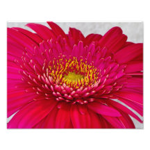 Gerbera Daisy 11 x 14 Photo Art