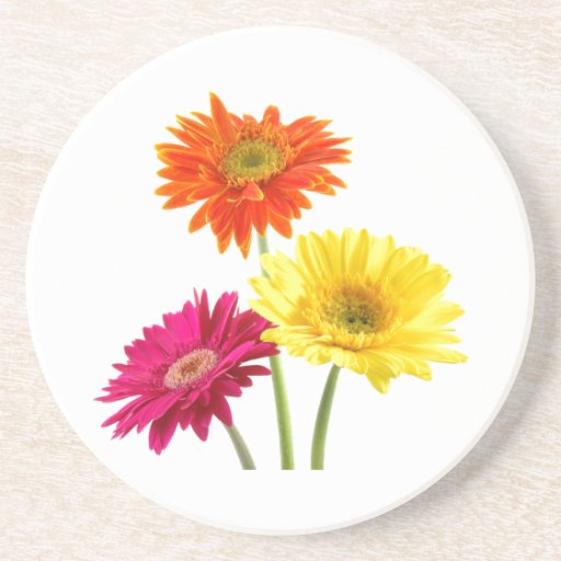 Gerbera Daisy Delight Drink Coasters