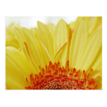 Gerbera Daisy yellow Flower Post Card
