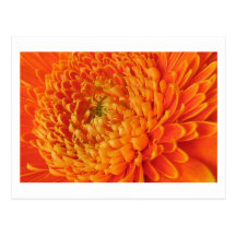 Gerbera Post Card
