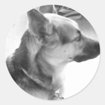 German Shepherd/black & White Photo Round Stickers