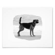 German Shepherd bw beach stand tongue out Art Photo