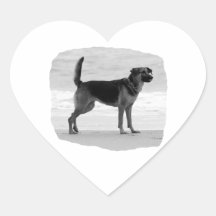 German Shepherd bw beach stand tongue out Heart Stickers