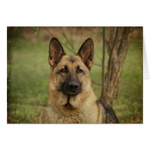 German Shepherd Card