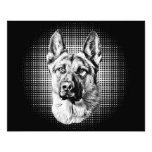 German Shepherd dog Photo