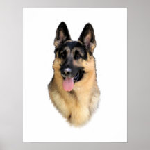 German Shepherd Dog Poster