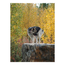 German Shepherd on a Rock Photo