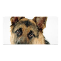 German Shepherd Photo Cards