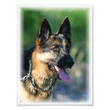 German Shepherd Photograph