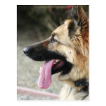 German Shepherd Post Card